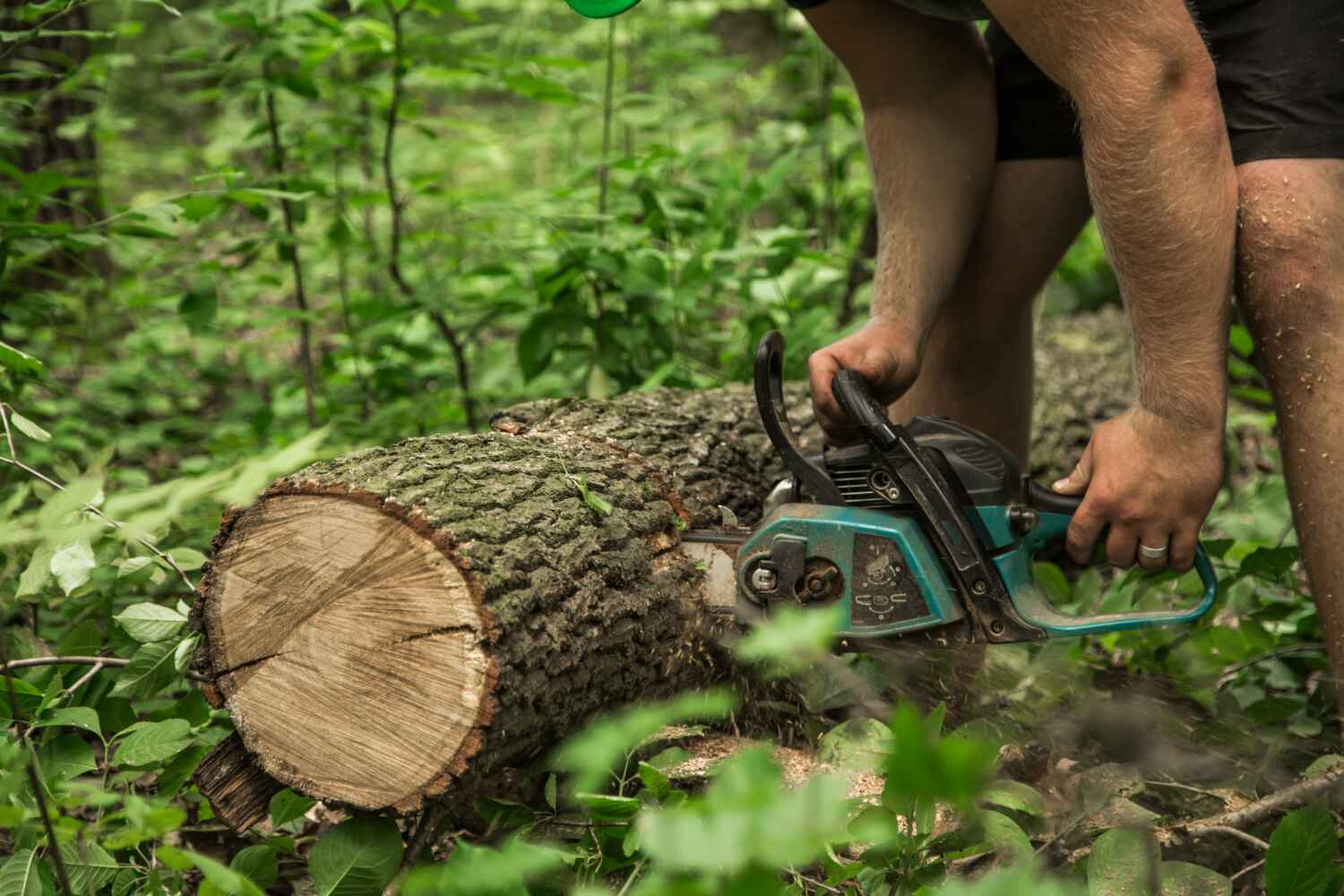 Best Arborist Services Near Me  in Madeira Beach, FL